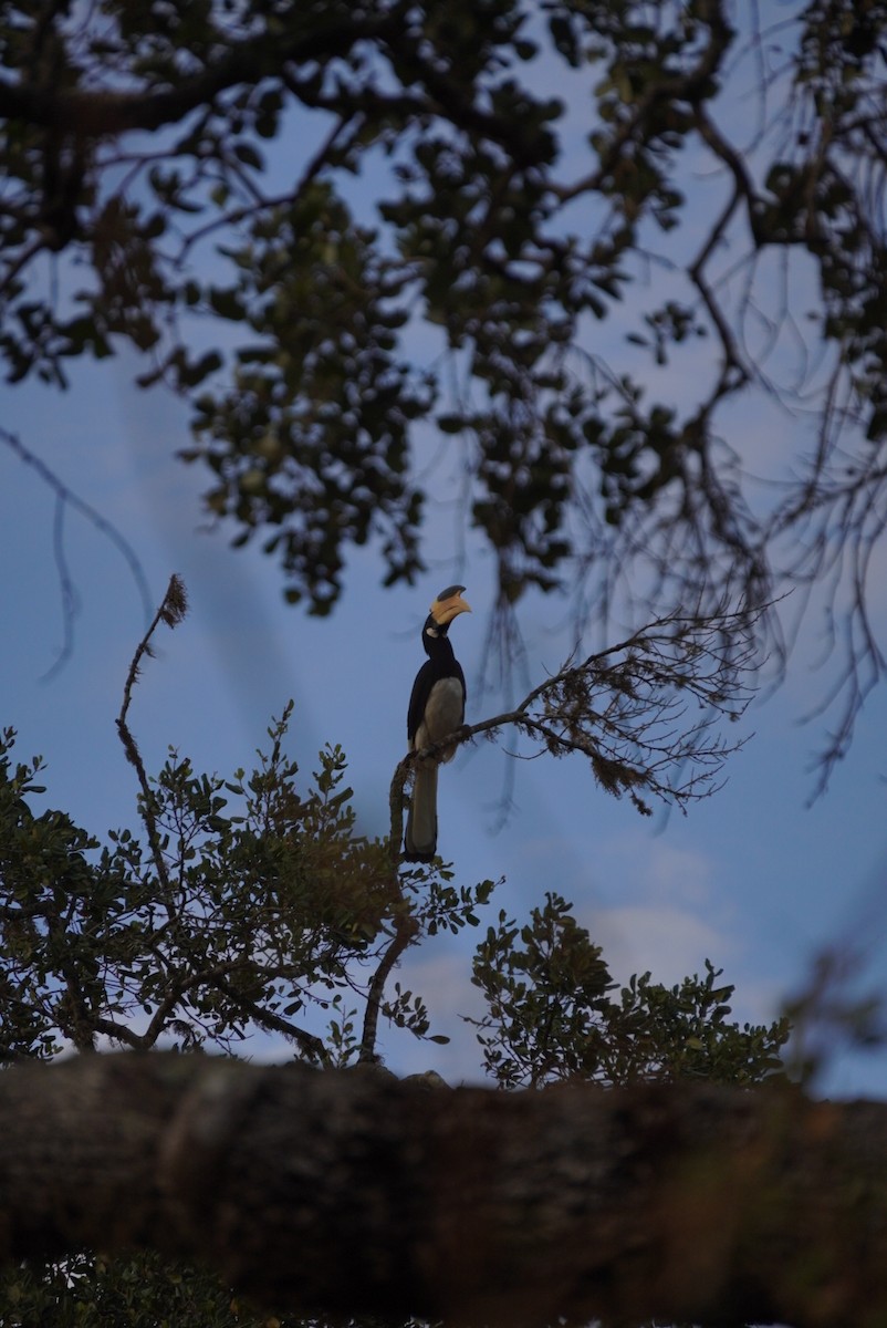 Malabar Pied-Hornbill - ML642703592