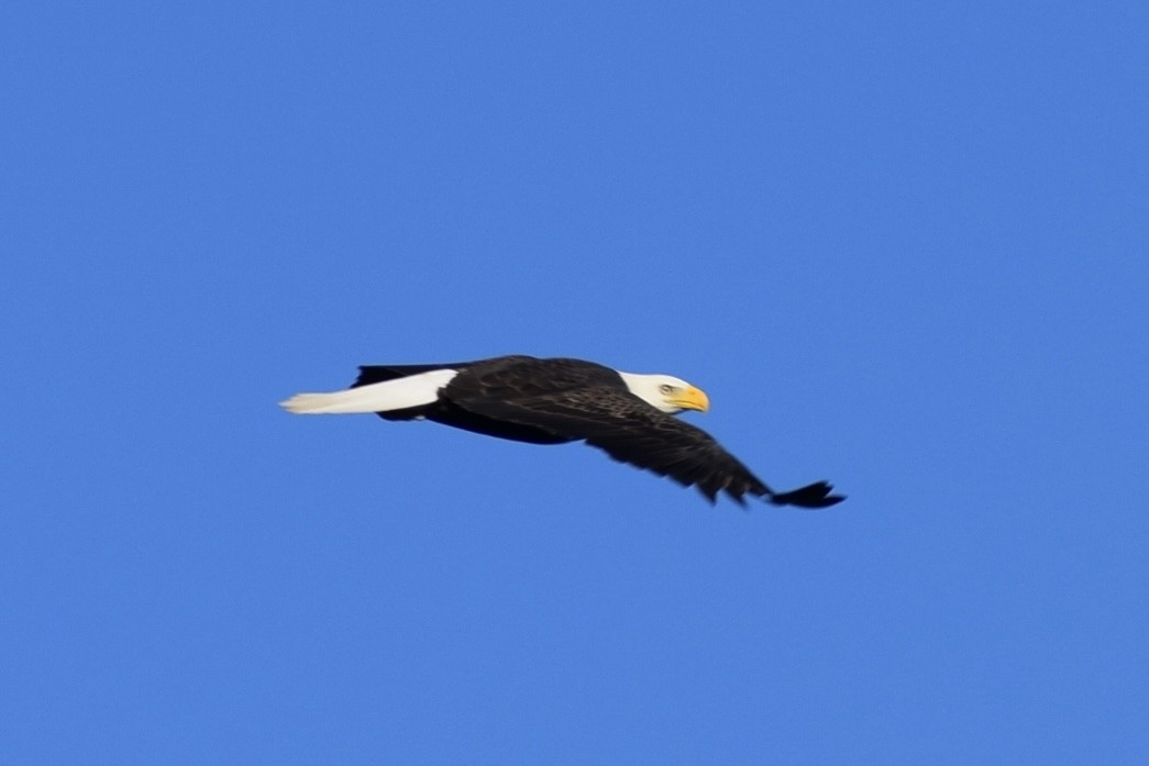 Ak Başlı Kartal - ML642703600