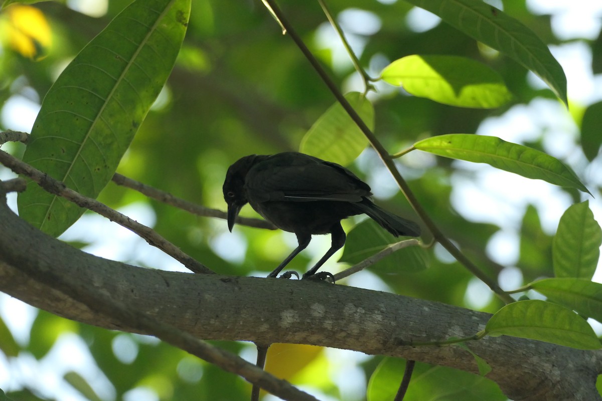 Carib Grackle - ML642703613