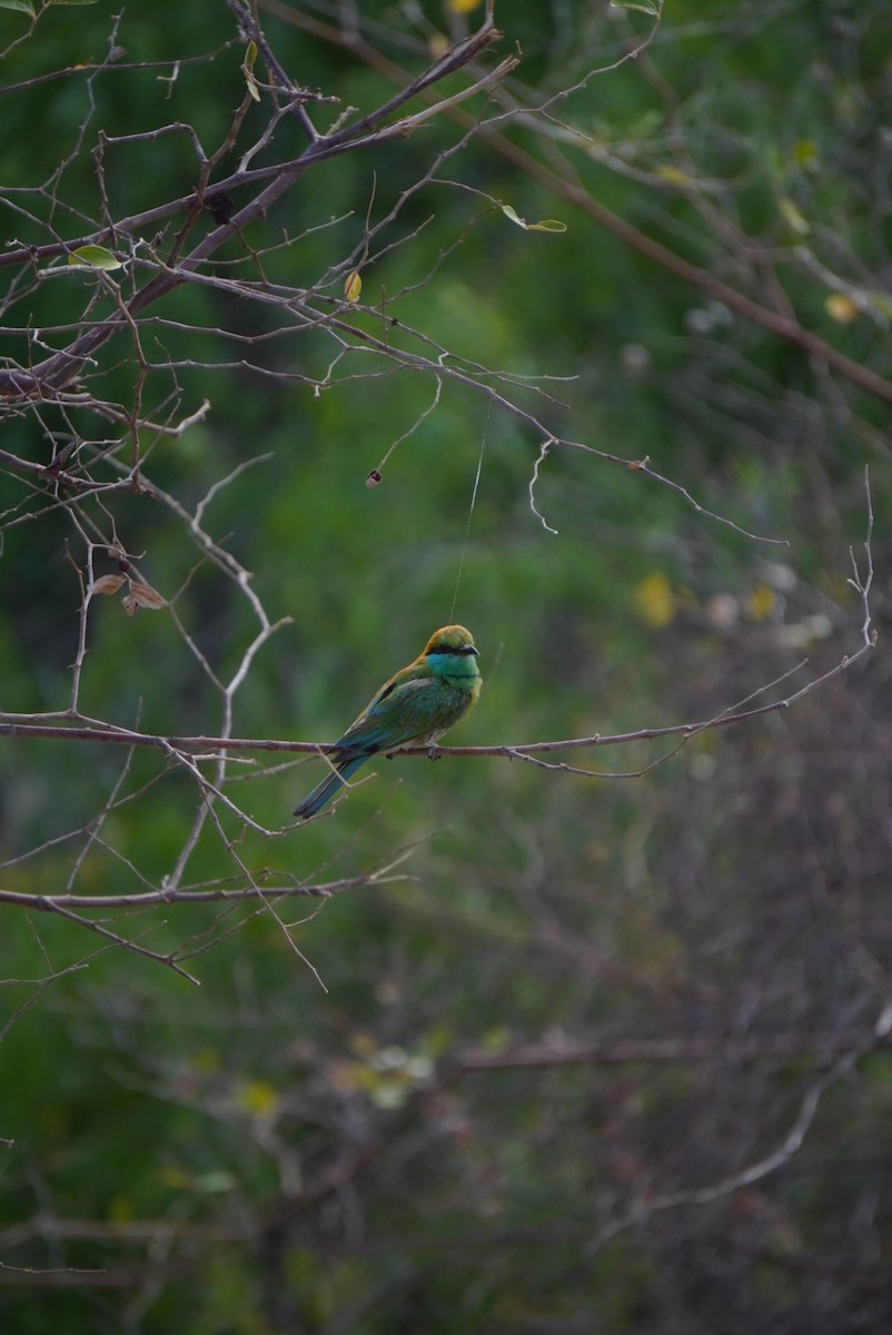 Asian Green Bee-eater - ML642703614