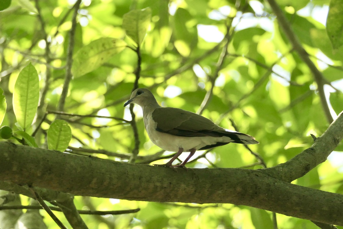 White-tipped Dove - ML642703615