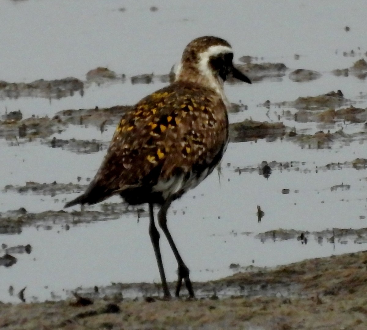 American Golden-Plover - ML642703631