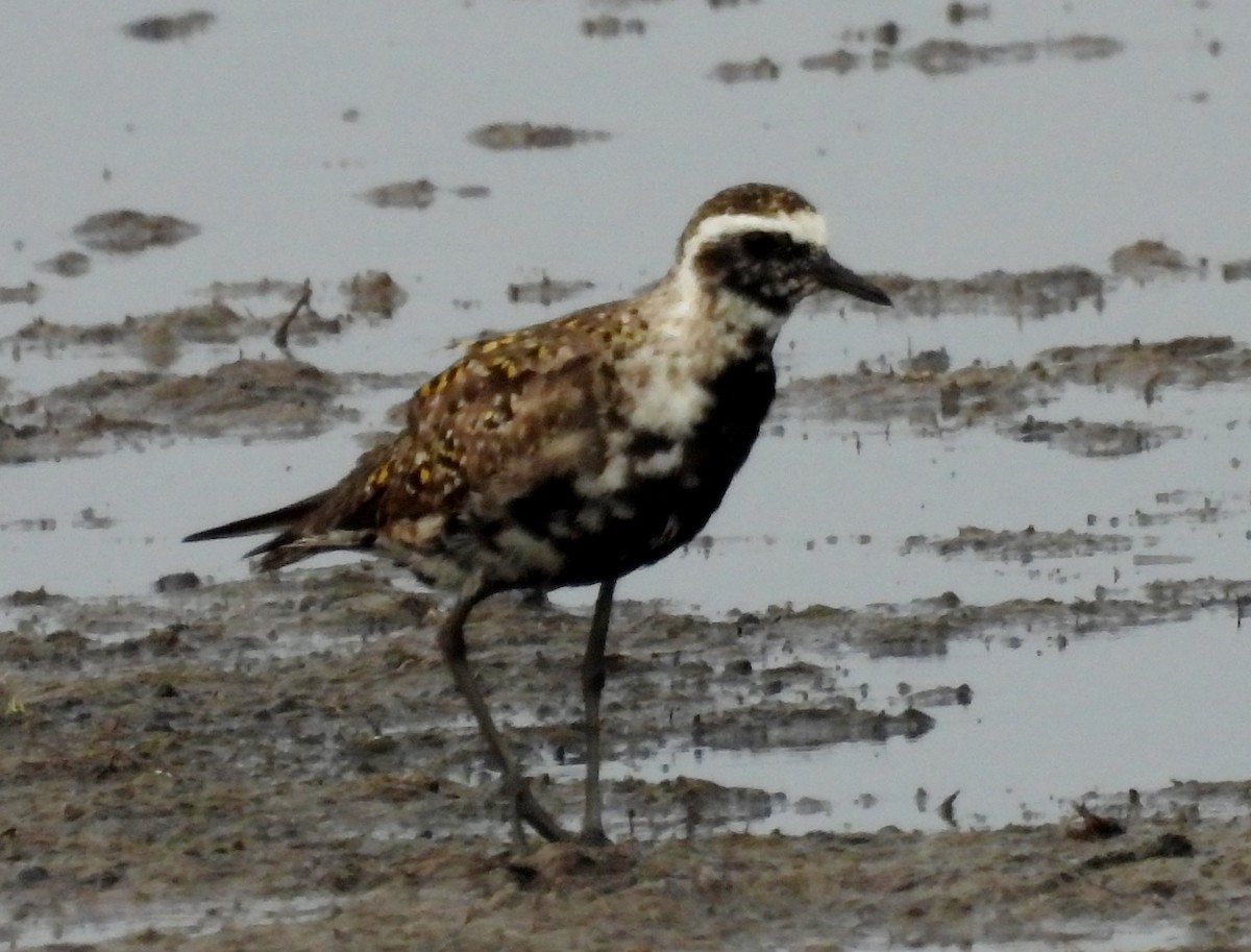 American Golden-Plover - ML642703632