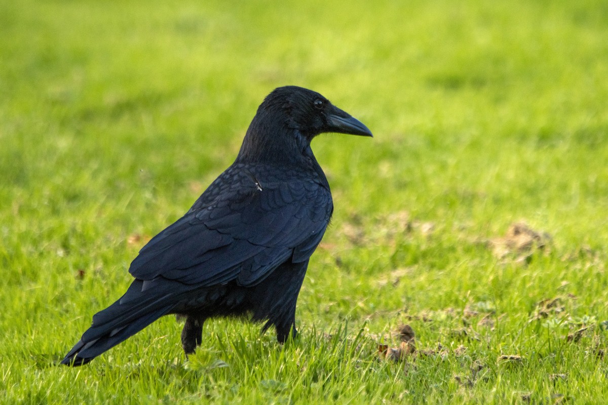 Carrion Crow - ML642703637