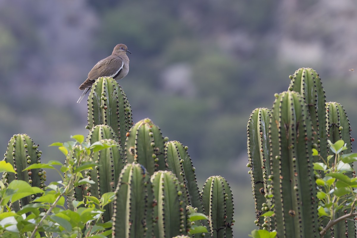 White-winged Dove - ML642703645