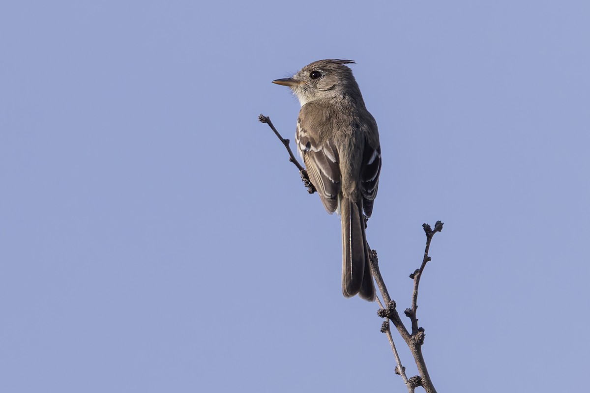 Balsas Sinekkapan - ML642703666