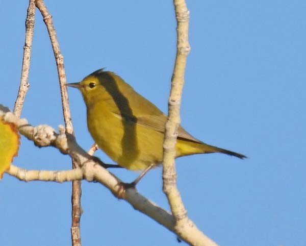 Orange-crowned Warbler - ML642703669