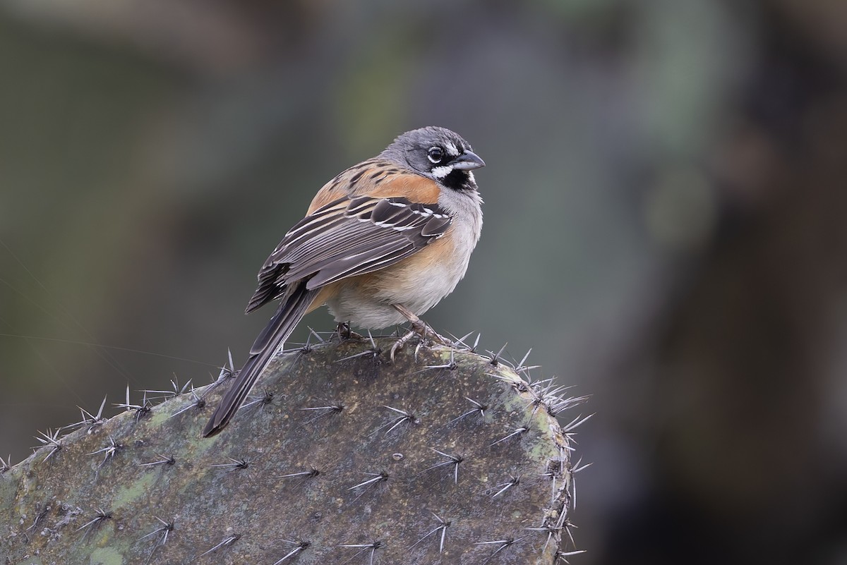 Bridled Sparrow - ML642703684