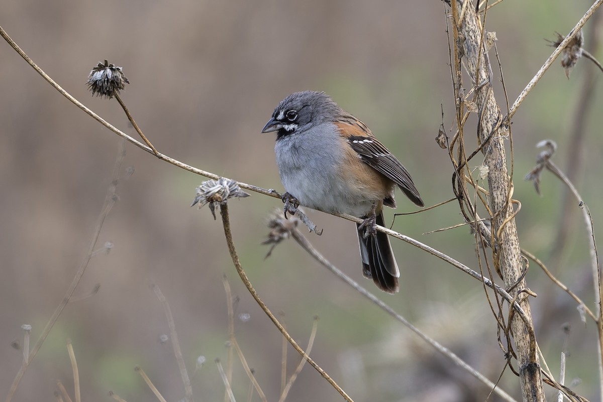 Bridled Sparrow - ML642703685