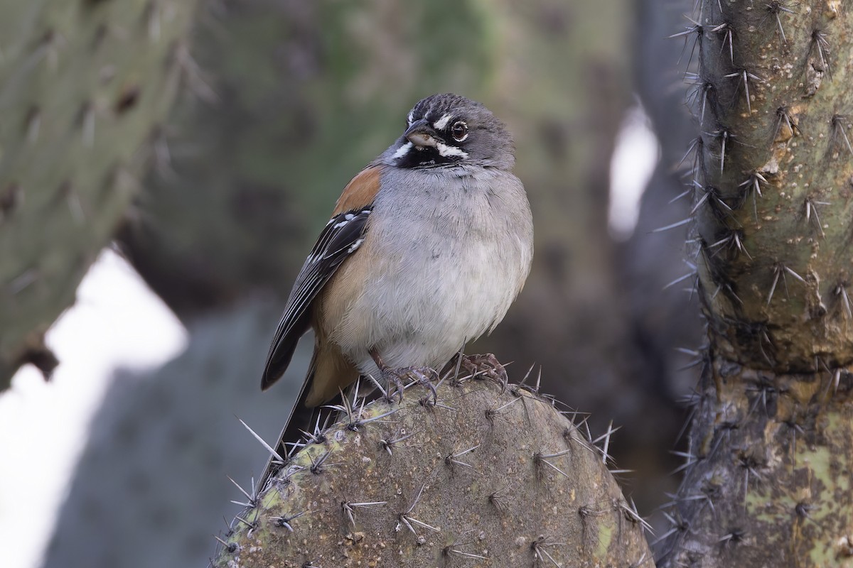 Bridled Sparrow - ML642703686