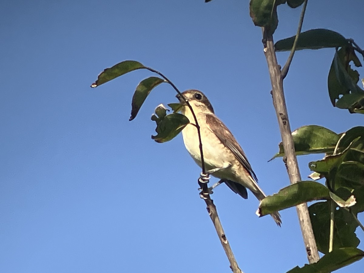 Tiger Shrike - ML642703690