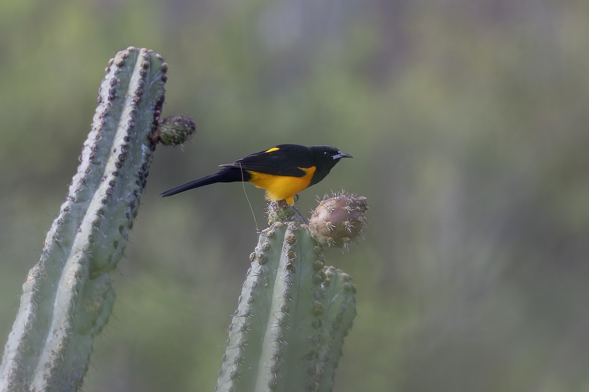 Black-vented Oriole - ML642703694