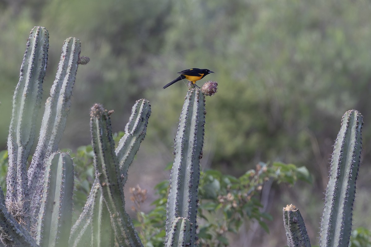 Black-vented Oriole - ML642703695