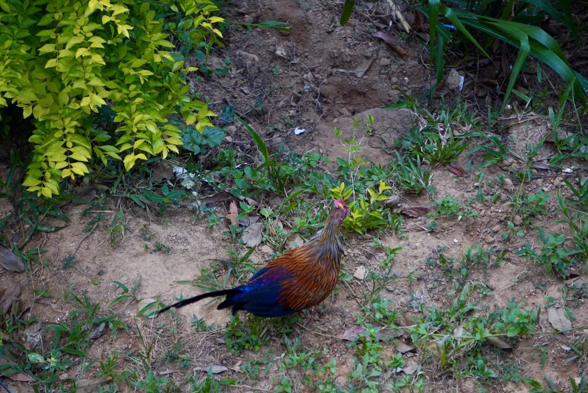 Sri Lanka Junglefowl - ML642703696