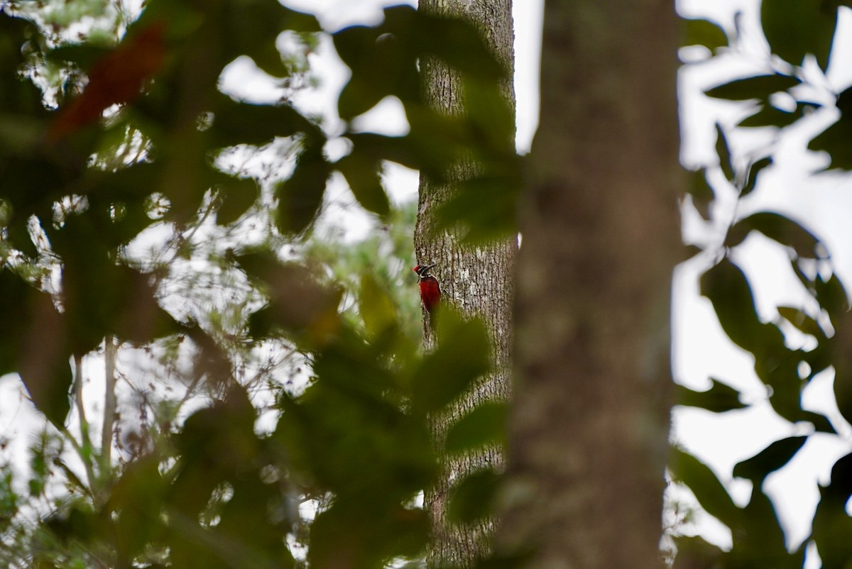 Red-backed Flameback - ML642703699