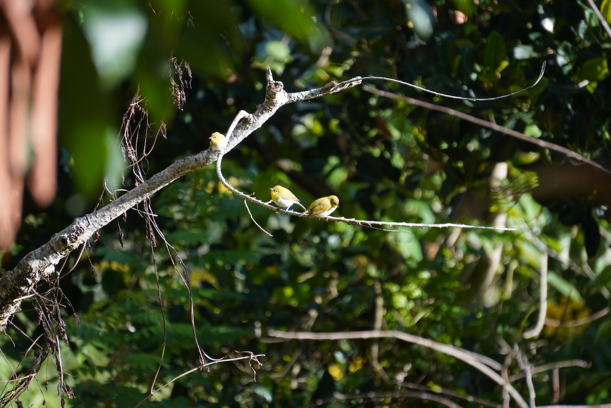 Indian White-eye - ML642703703