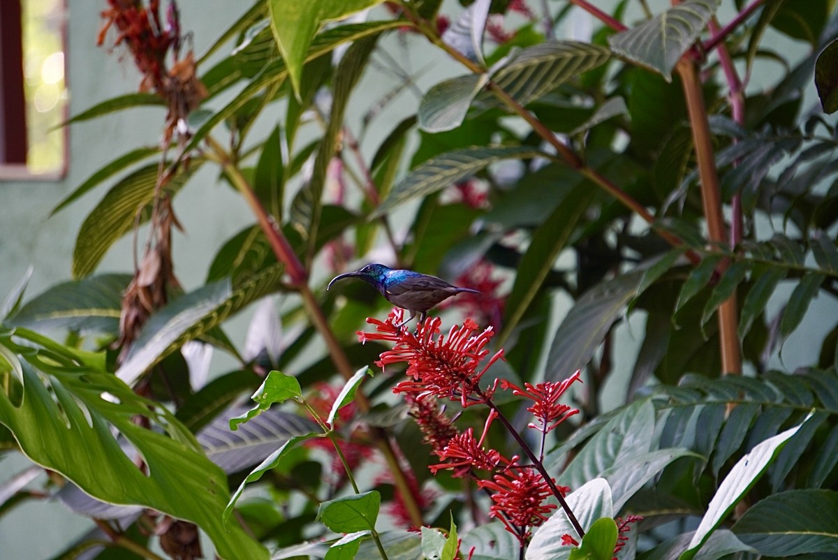 Loten's Sunbird - ML642703709