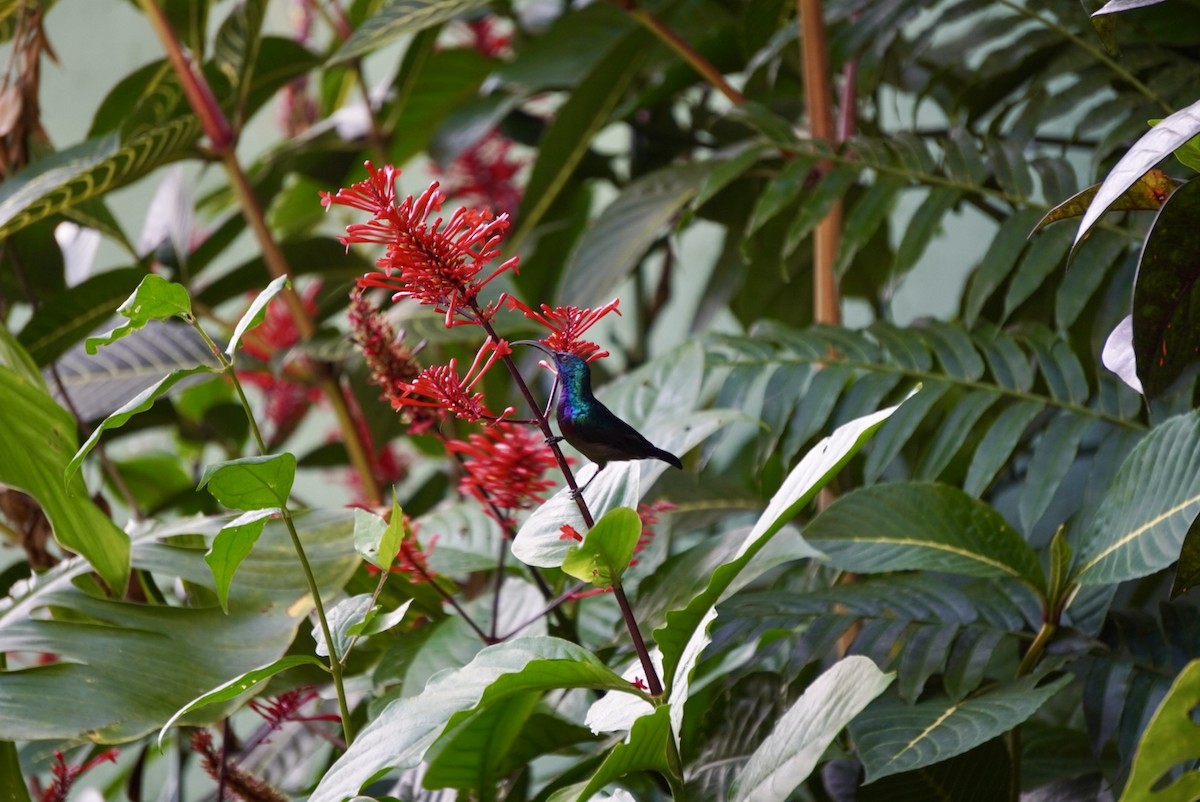 Loten's Sunbird - ML642703710