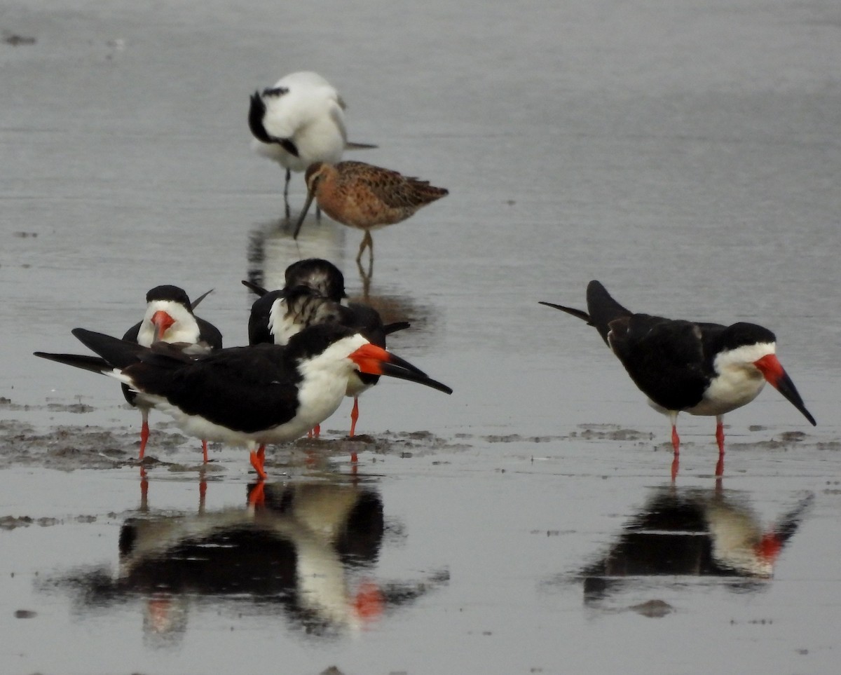 Black Skimmer - ML642703725