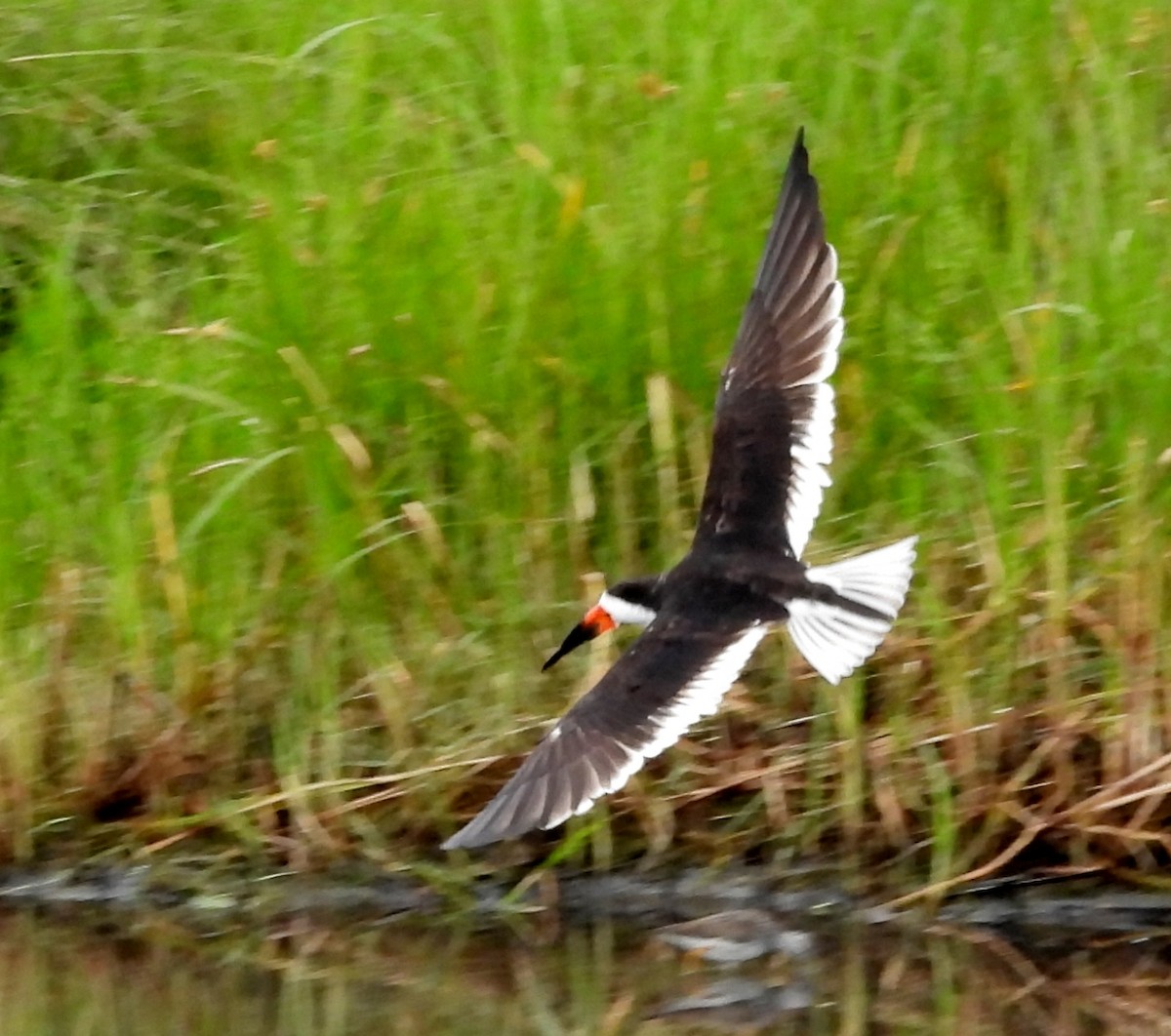 Black Skimmer - ML642703728