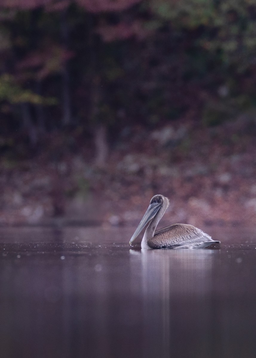 Brown Pelican - ML642703729