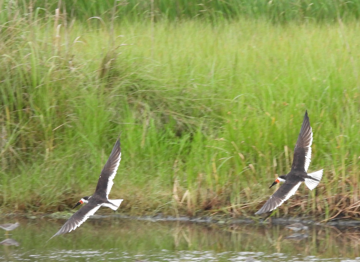 Black Skimmer - ML642703731