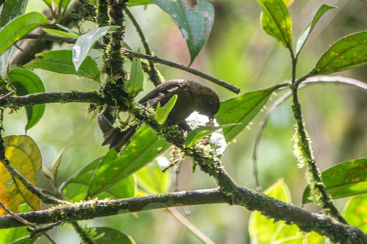 Tawny-crested Tanager - ML642703736