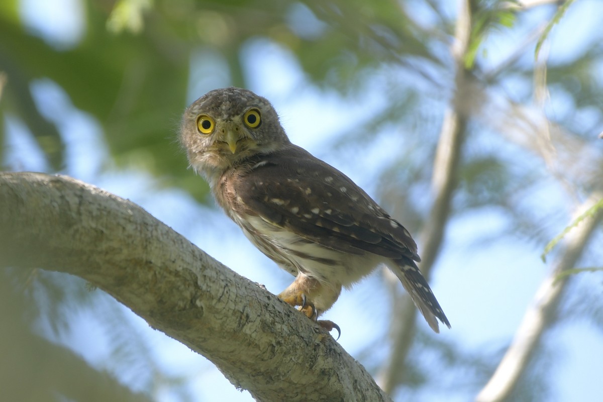 Colima Pygmy-Owl - ML642703742