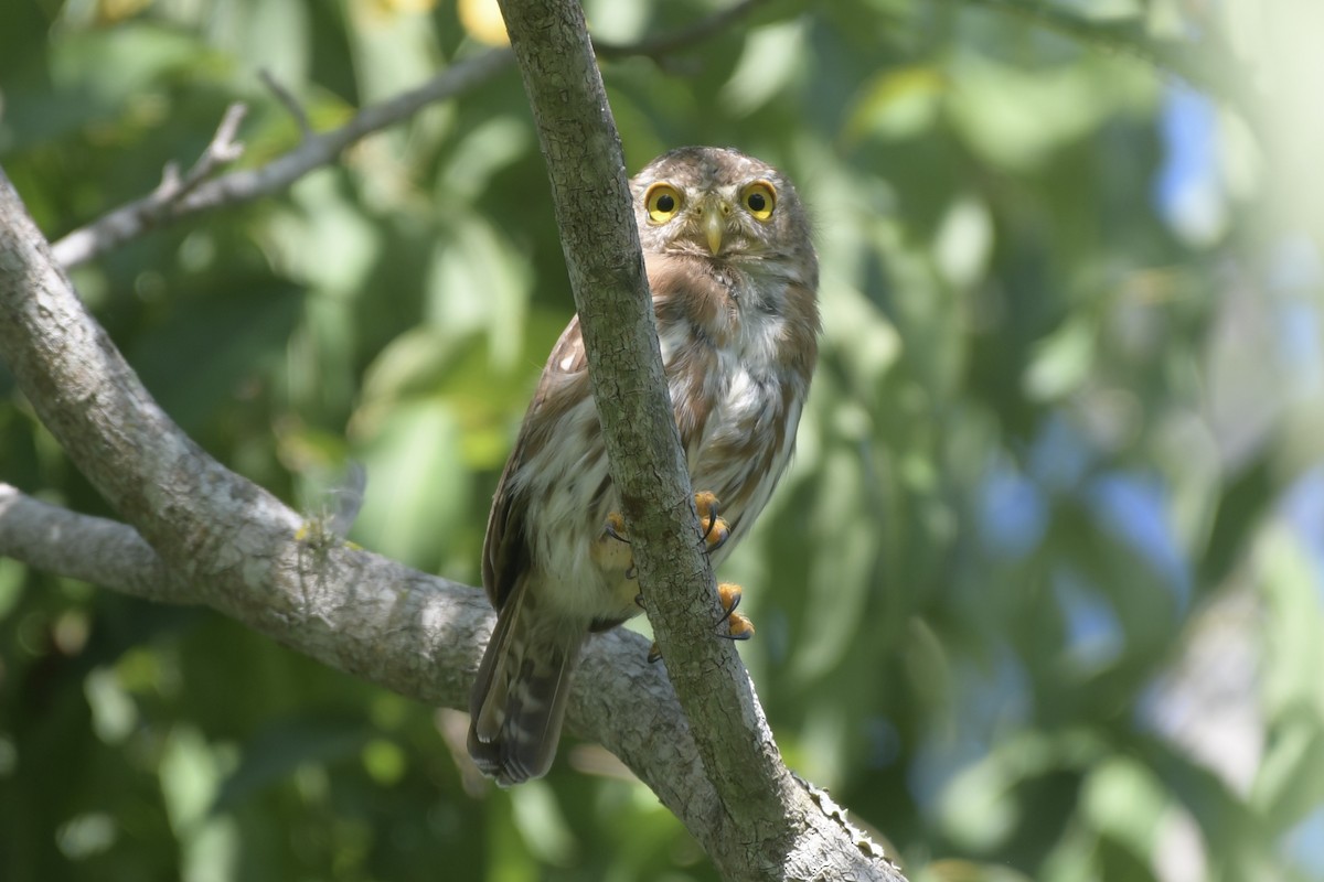 Colima Pygmy-Owl - ML642703743