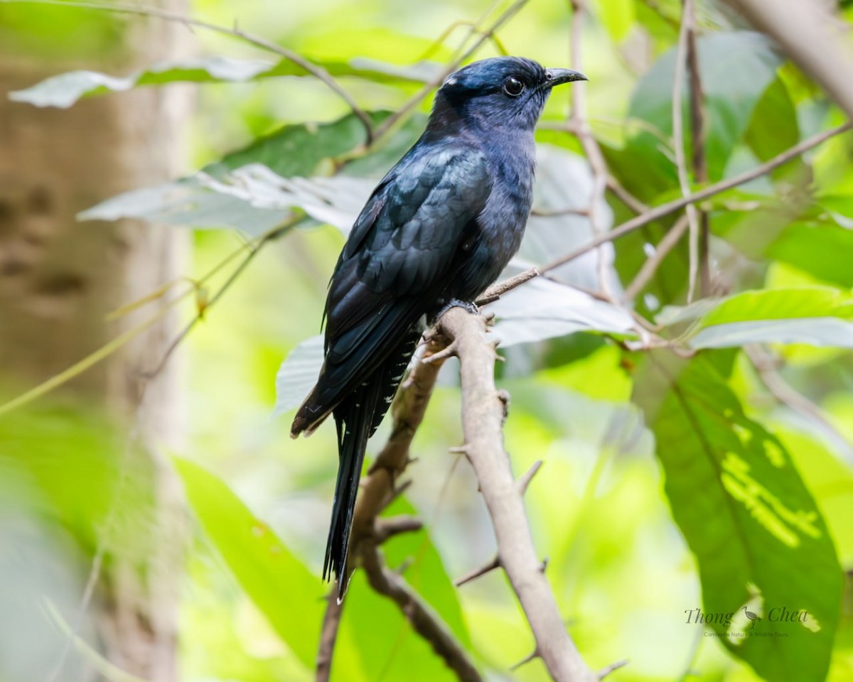 Square-tailed Drongo-Cuckoo - ML642703748