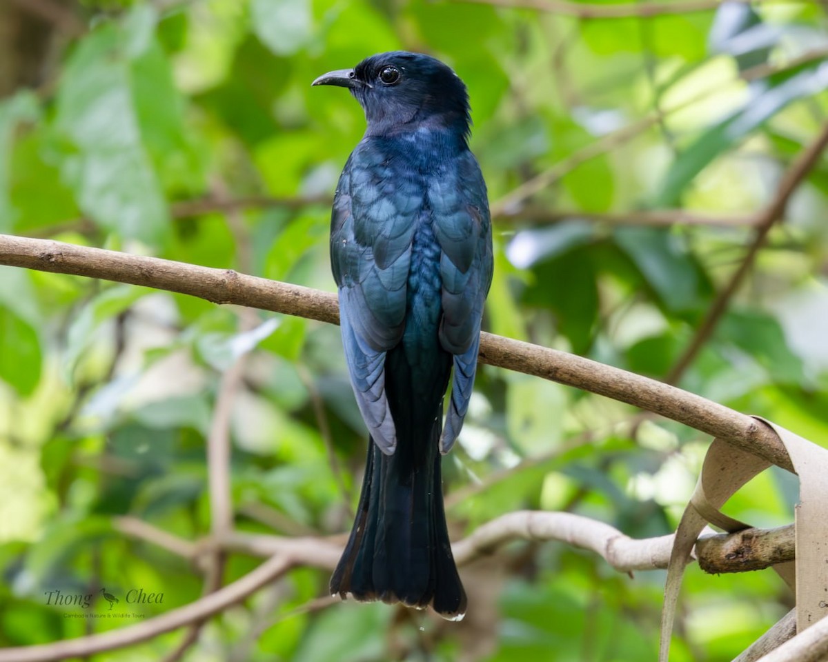 Square-tailed Drongo-Cuckoo - ML642703749