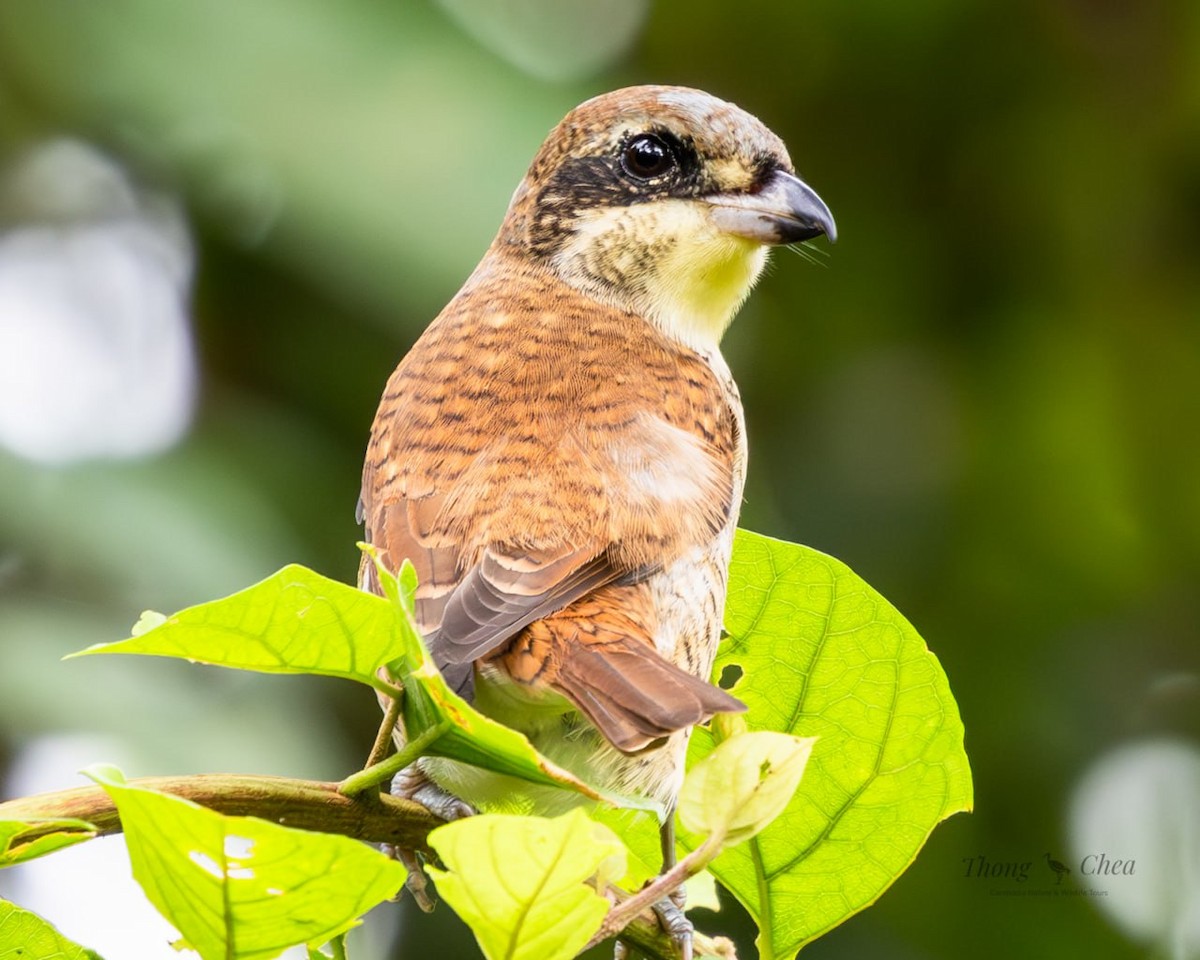 Tiger Shrike - ML642703752