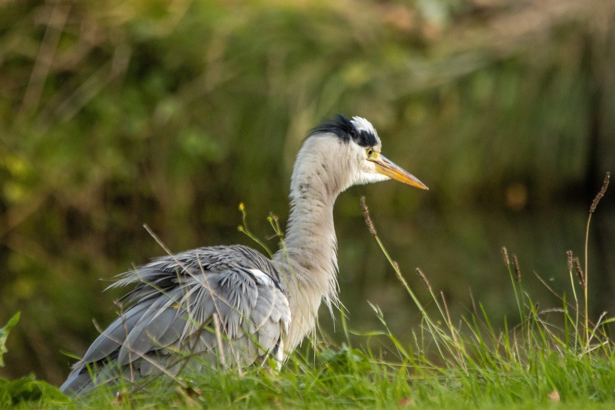 Gray Heron - ML642703753