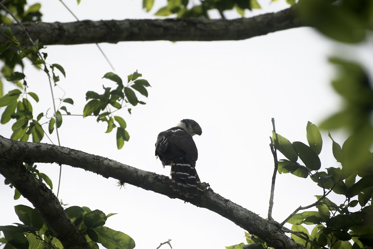 Collared Forest-Falcon - ML642703754