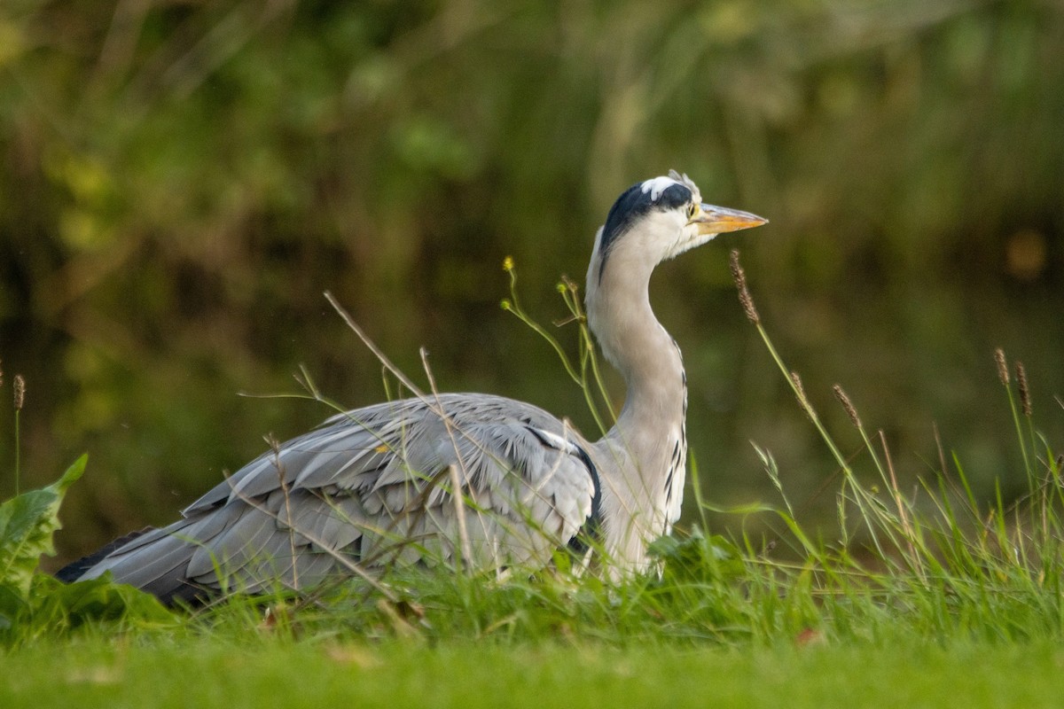 Gray Heron - ML642703756