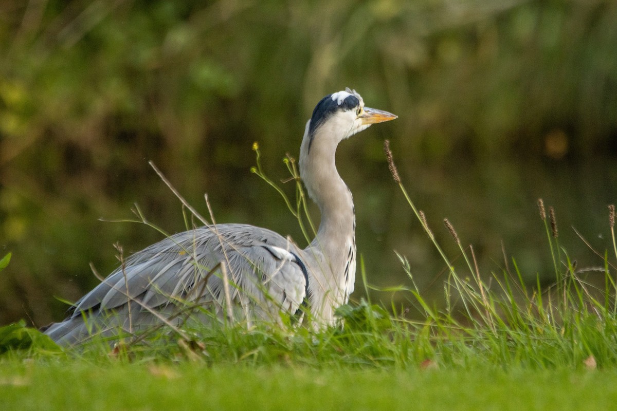 Gray Heron - ML642703758