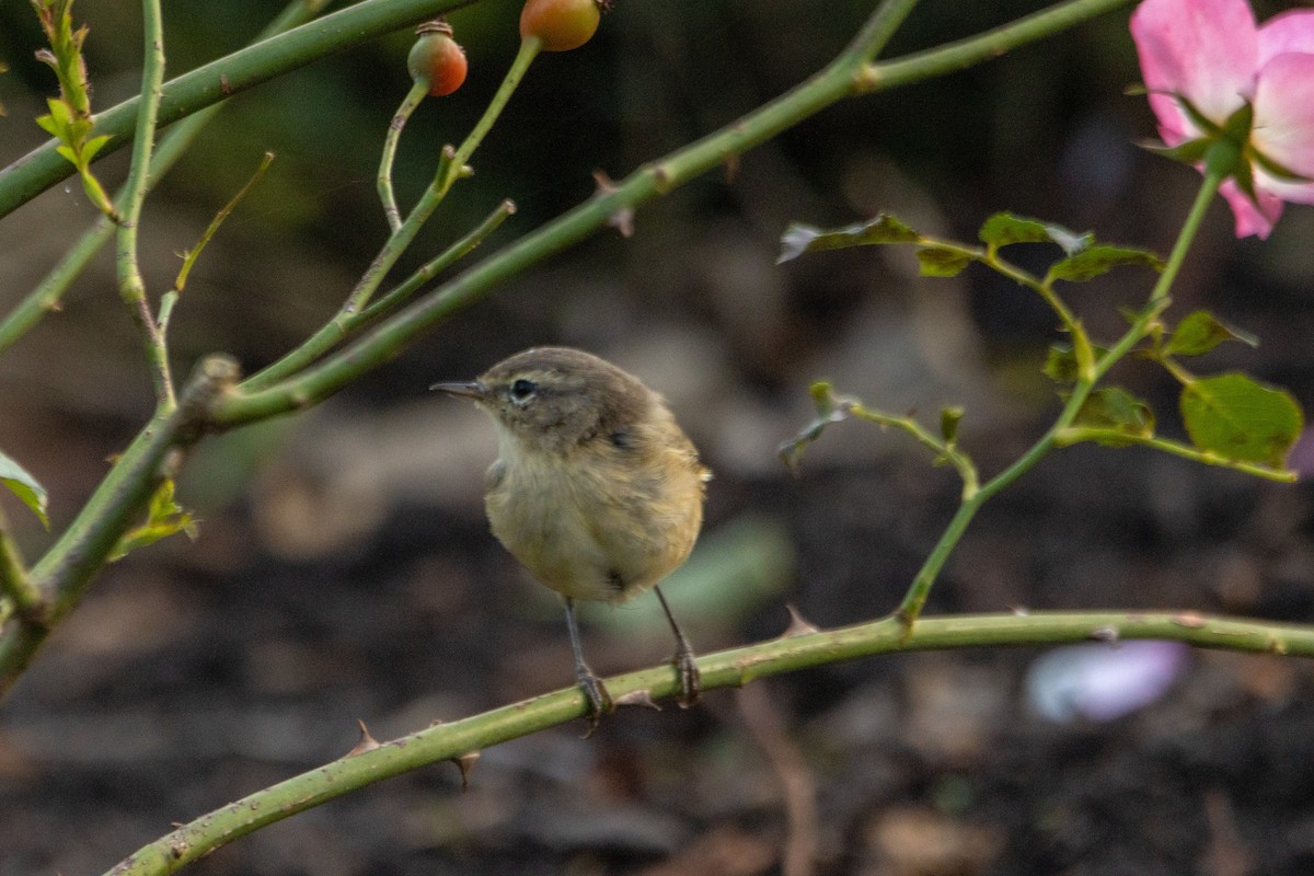 Common Chiffchaff - ML642703761