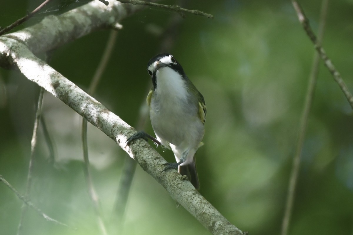 Black-capped Vireo - ML642703767