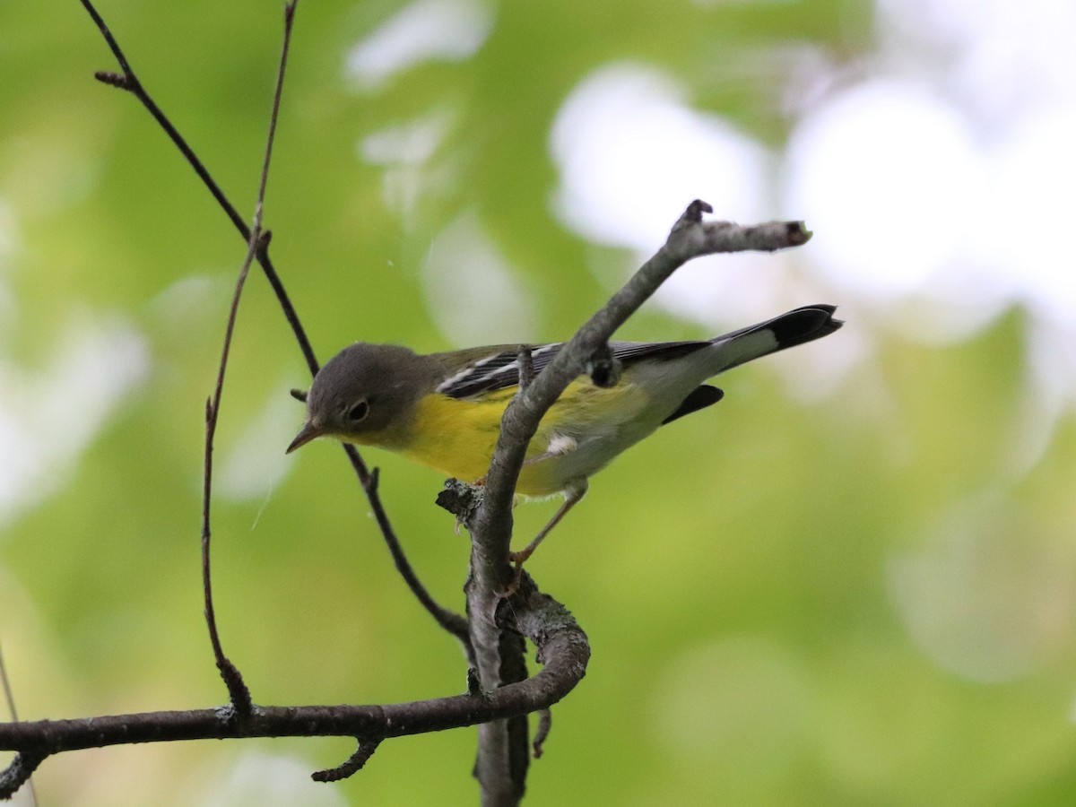 Magnolia Warbler - ML642703829