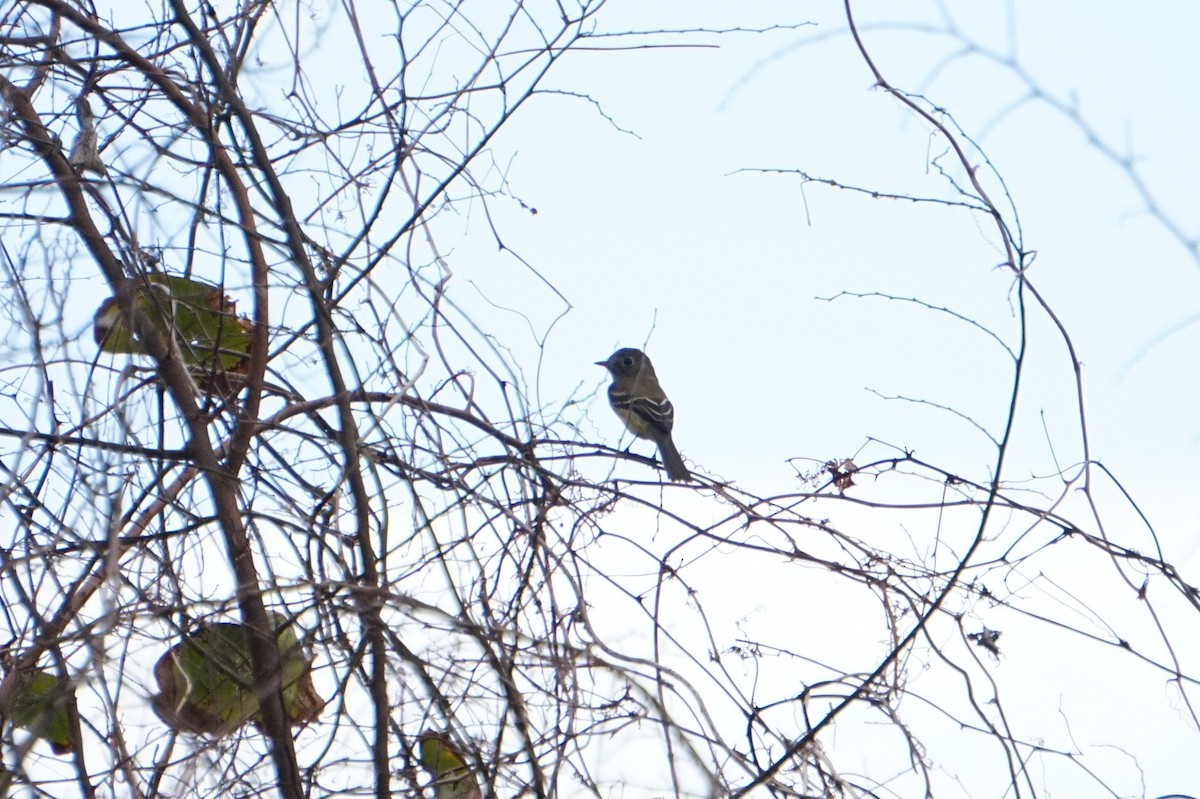 Least Flycatcher - ML642703834