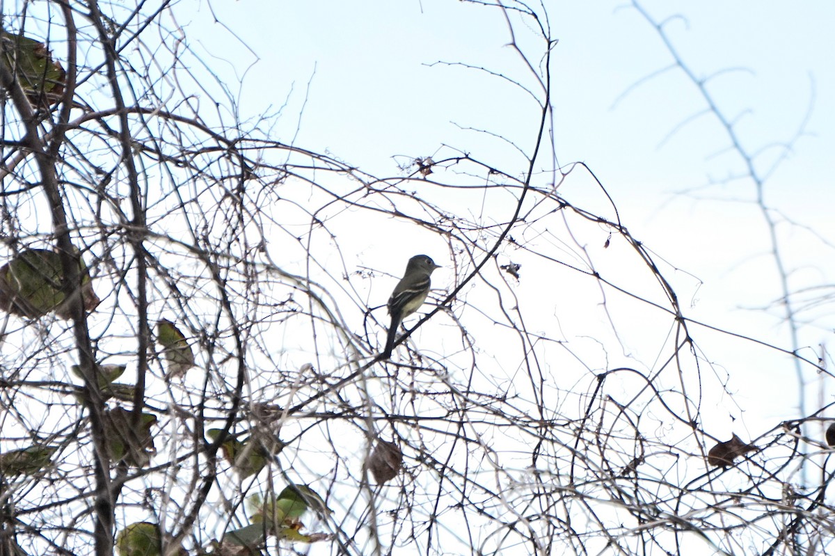 Least Flycatcher - ML642703836