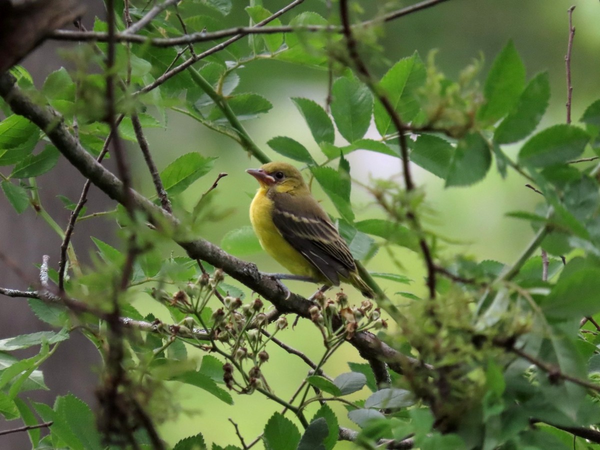 Orchard Oriole - ML642703845