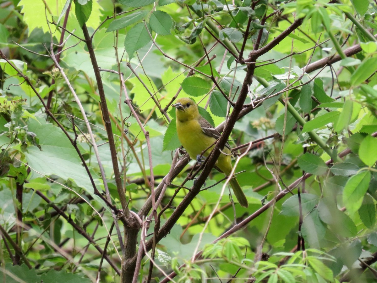 Orchard Oriole - ML642703846