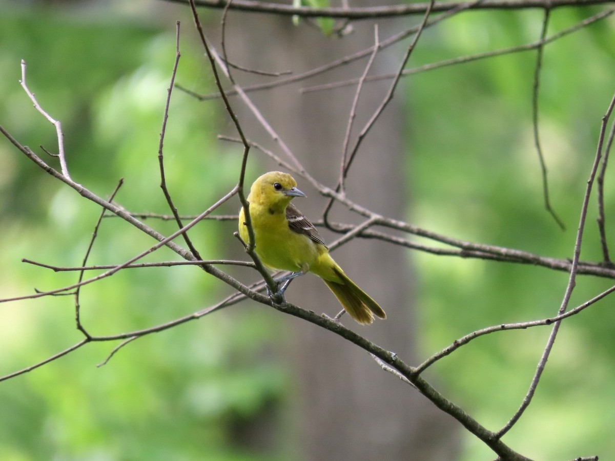 Orchard Oriole - ML642703847
