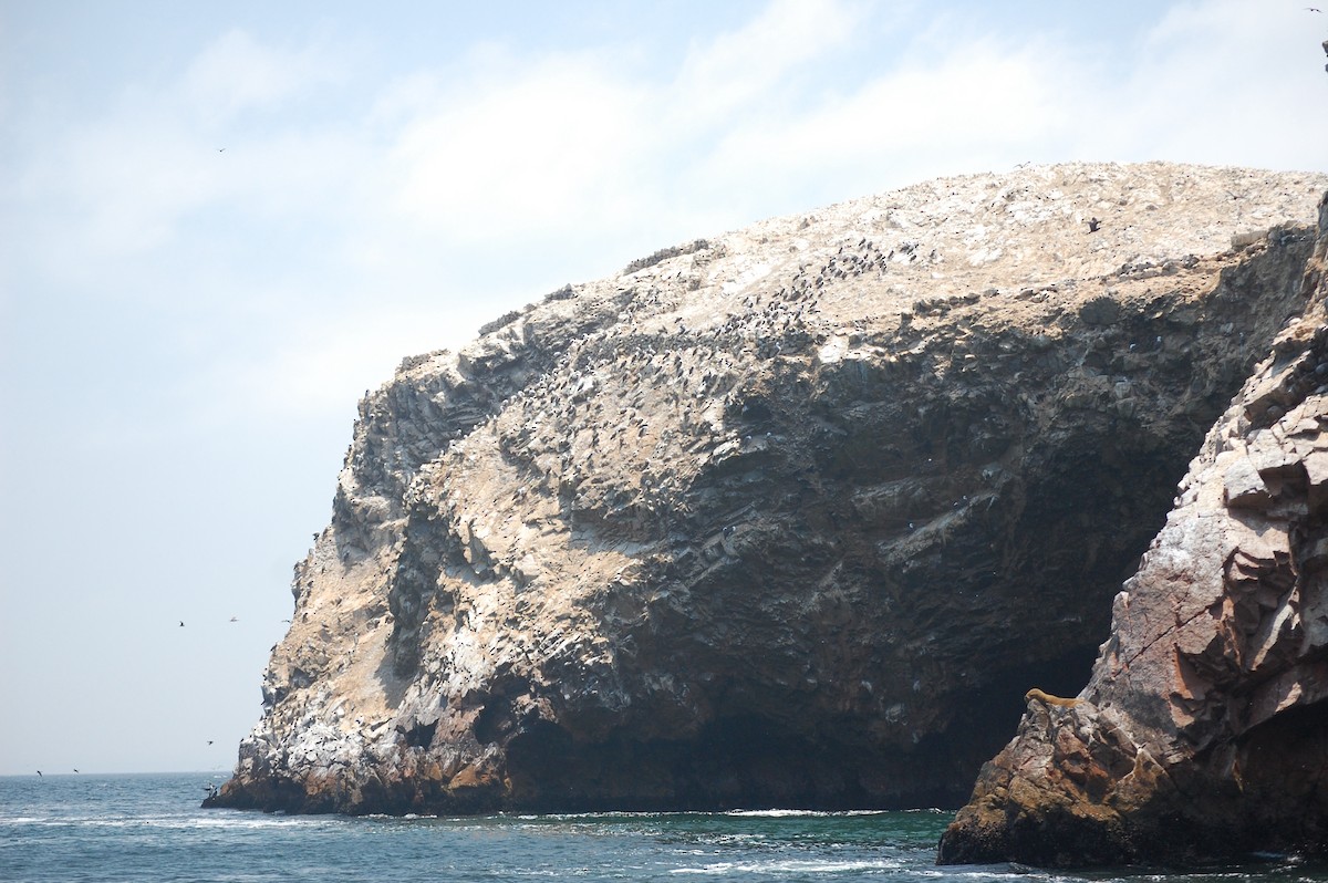 Peruvian Booby - ML642703852