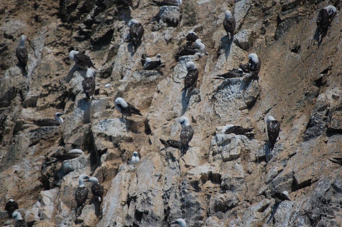 Peruvian Booby - ML642703853