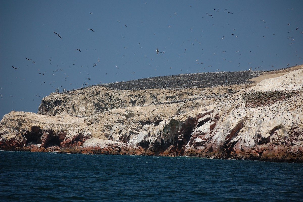 Peruvian Booby - ML642703854