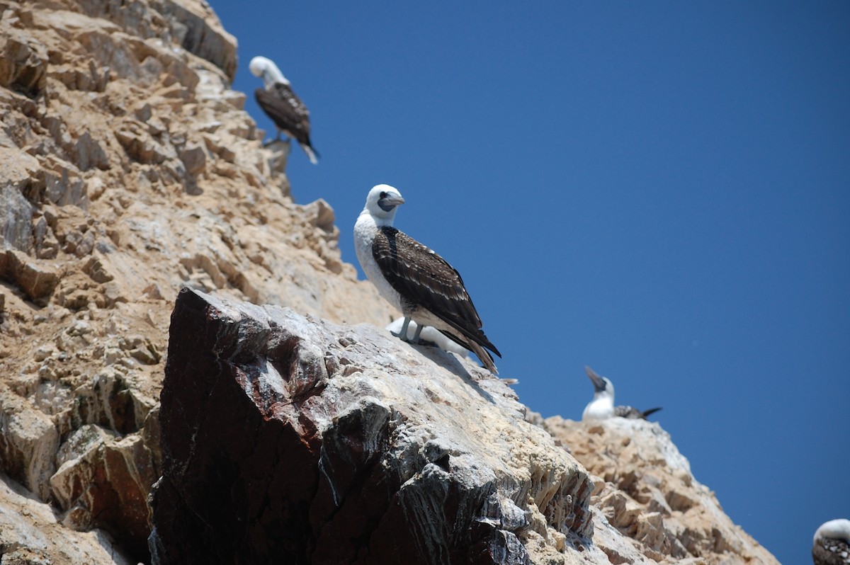 Peruvian Booby - ML642703855