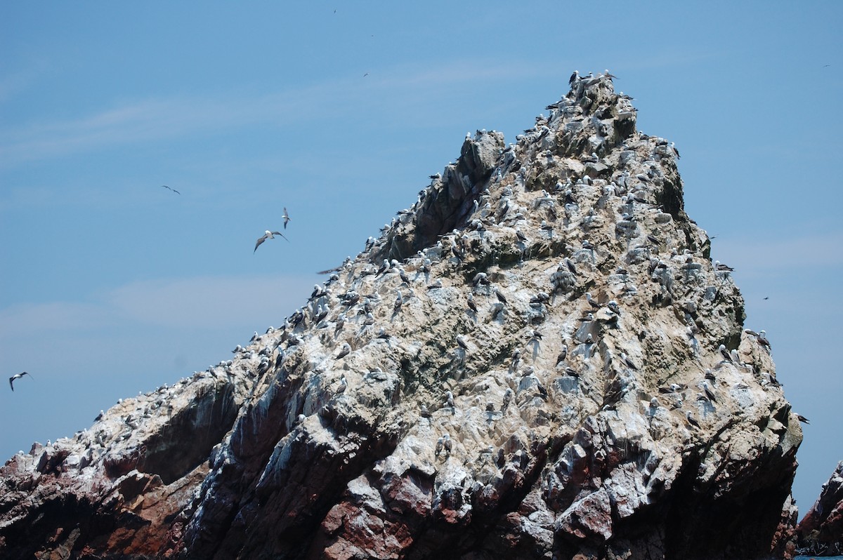 Peruvian Booby - ML642703856
