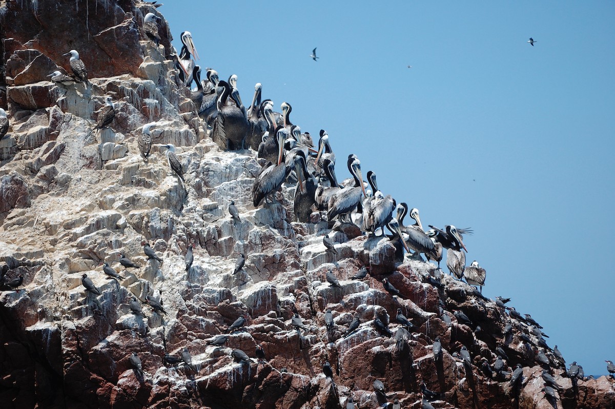 Peruvian Booby - ML642703857